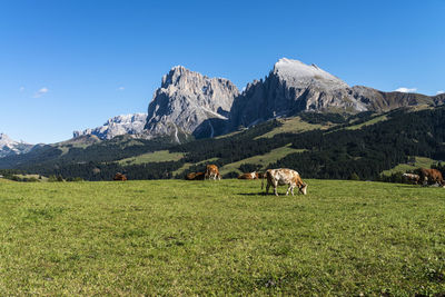 Horses grazing in a field