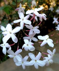 Close-up of fresh white flowers blooming in park