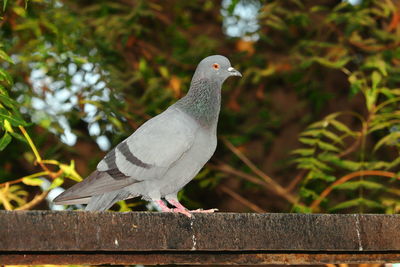 Pigeon bird sitting on iron rod, india