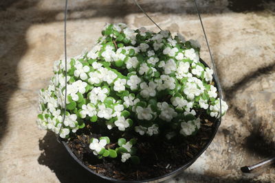 Ornamental plant with unique leaves and flowers in a black pot