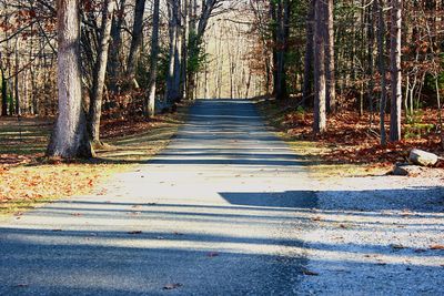 Road in forest