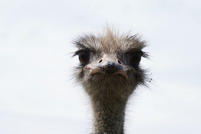 Close-up portrait of a bird