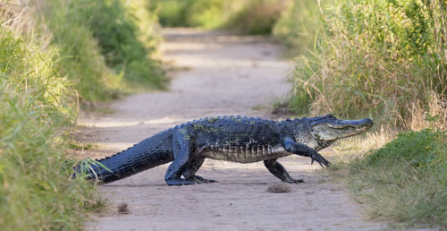 Large alligator crossing path with leg raised