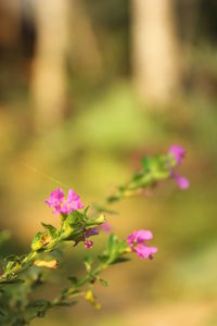 Close-up of pink flowering plant