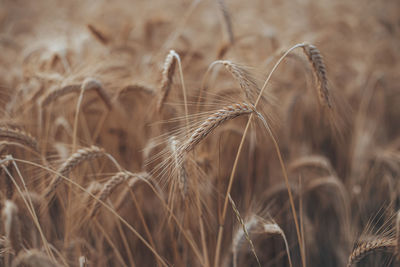 Close-up of wheat growing on field