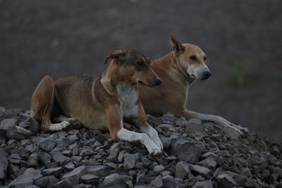 View of two dogs on rock