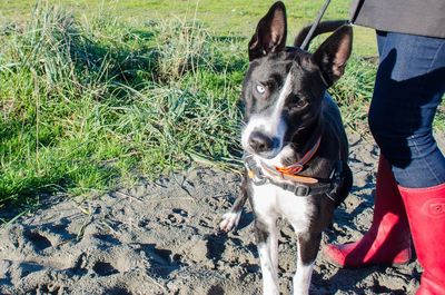 Portrait of dog standing on grass