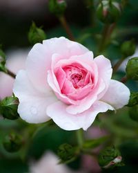 Close-up of pink rose