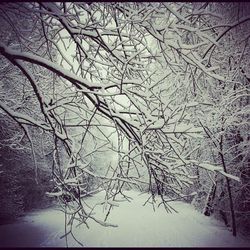 Bare trees on snow covered landscape