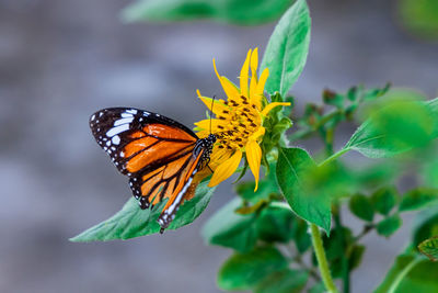 Close-up of butterfly pollinating on flower