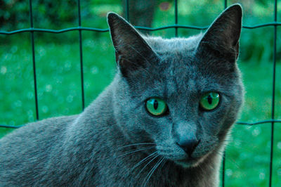 Close-up portrait of cat