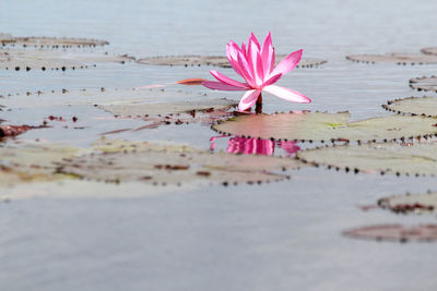 Close-up of pink water lily in lake