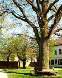 Trees in park against building