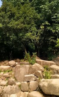 Plants growing on rocks