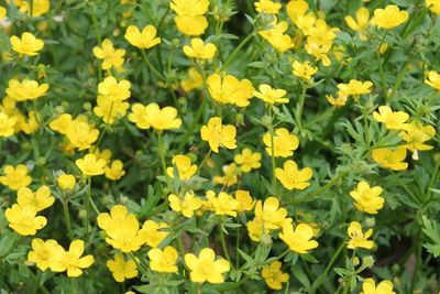 Close-up of yellow flower