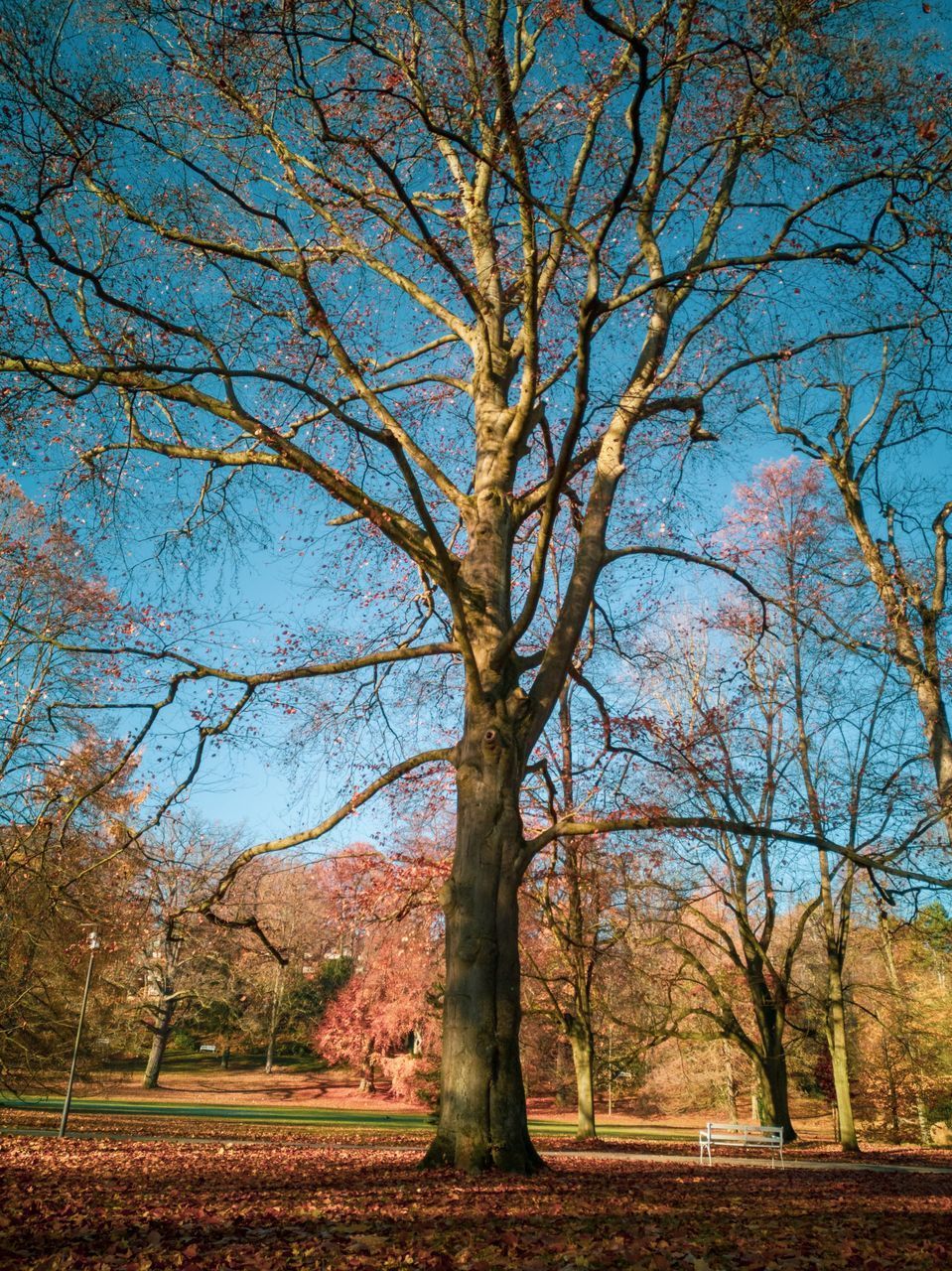 BARE TREES IN A PARK