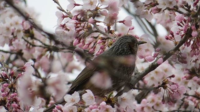 flower, branch, tree, freshness, pink color, fragility, cherry blossom, cherry tree, beauty in nature, growth, low angle view, nature, blossom, focus on foreground, springtime, petal, close-up, outdoors, wildlife, in bloom