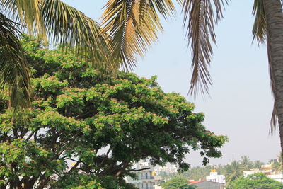 Low angle view of palm trees against sky