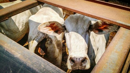 High angle view of cows in shed