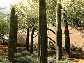 Trees in park