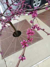 Close-up of pink flowers blooming outdoors