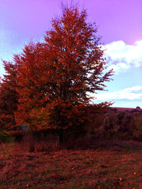 Trees on landscape during autumn