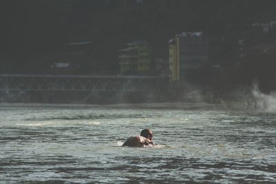 High angle view of bird swimming in sea