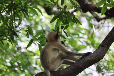 Low angle view of monkey on tree