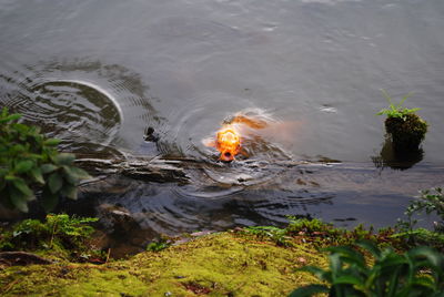 High angle view of plants in lake