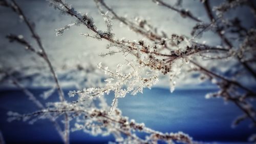 Close-up of frozen flower tree against sky