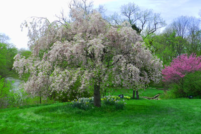 Trees on grassy field