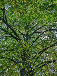 Low angle view of tree in forest