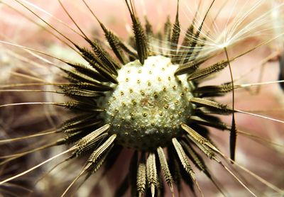 Close-up of dandelion on cactus