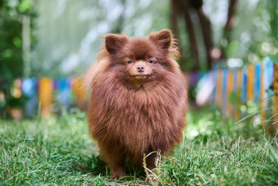 Pomeranian spitz dog in garden. cute brown pomeranian puppy on walk. spitz pom dog on green grass