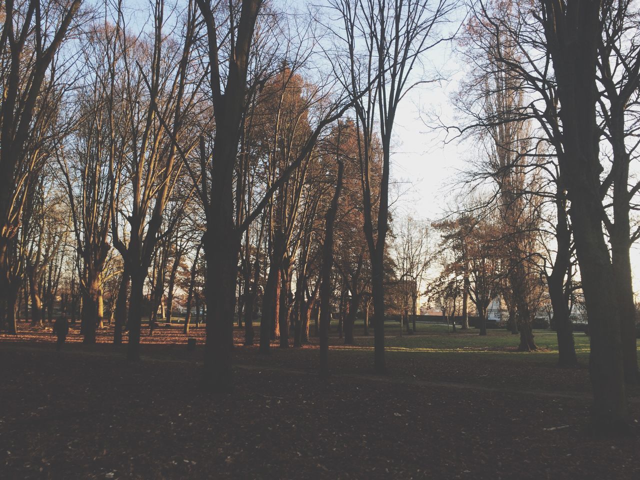 tree, growth, nature, no people, outdoors, day, beauty in nature, sky