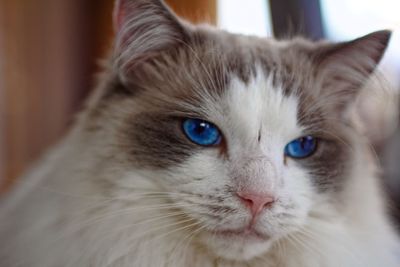 Close-up portrait of cat