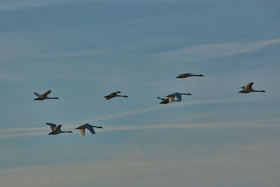 Low angle view of birds flying in sky