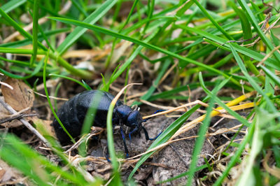 High angle view of insect on land