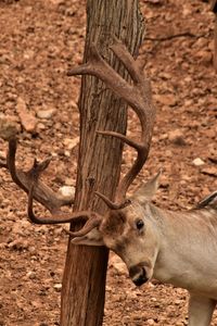 Close-up of deer