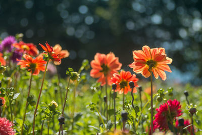 Close-up of flowering plants on field