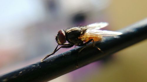 Close-up of insect