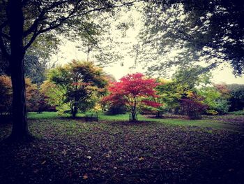 Trees in park against sky