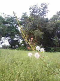 Flowers growing in field