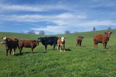 Cows on grassy field against cloudy sky