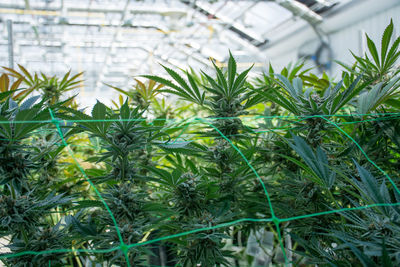 Close-up of plants growing in greenhouse