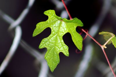 Close-up of green leaves