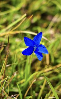 Close-up of purple blue flower on field