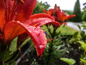 Close-up of wet red flower