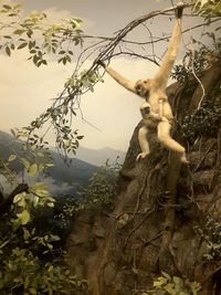 Low angle view of lizard on tree against sky