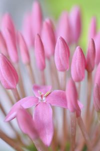 Close-up of pink flowering plant